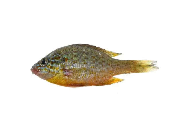 Ryby izolované na bílém pozadí — Stock fotografie