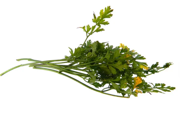 Parsley isolated on a white background — Stock Photo, Image