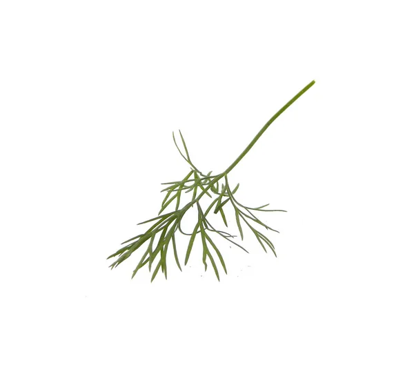 Dill isolated on white background — Stock Photo, Image