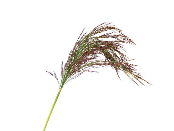reeds isolated on white background