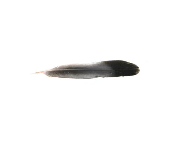 Pluma de ave aislada sobre fondo blanco — Foto de Stock