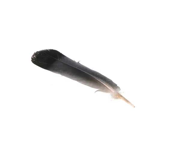 Pluma de ave aislada sobre fondo blanco — Foto de Stock