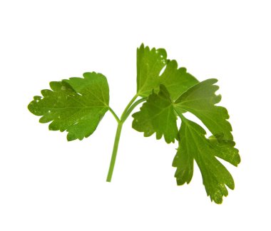 Maydanoz beyaz bir arkaplanda izole