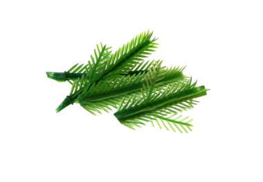 Beyaz arkaplanda izole edilmiş noel ağacı dalı