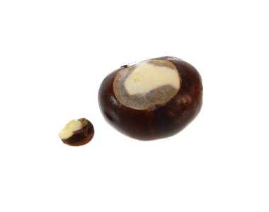 kestane rengi beyaz arkaplanda izole