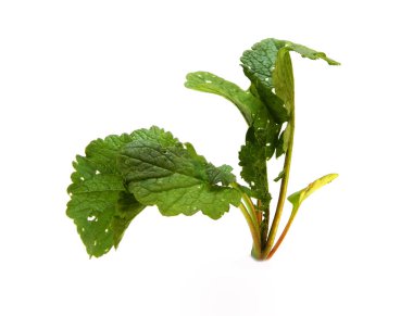 turp beyaz arkaplanda izole edildi