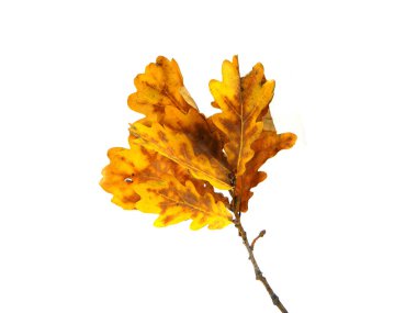 beyaz arkaplanda kuru yapraklar izole