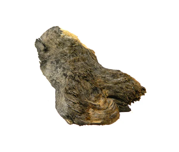 Beyaz arkaplanda ağaç kabuğu izole