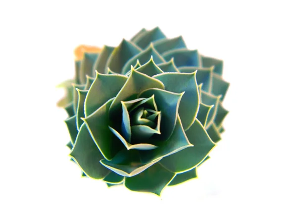 beyaz arkaplanda izole edilmiş yeşil çiçek