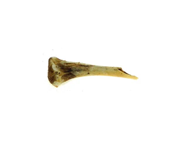 Chicken bones isolated on white background — Stock Photo, Image