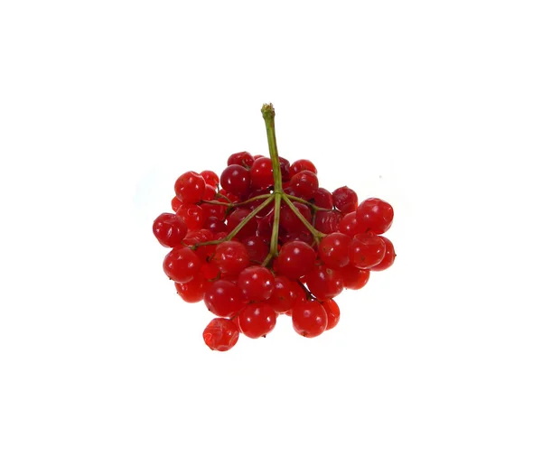 Red viburnum isolated on a white background — Stock Photo, Image