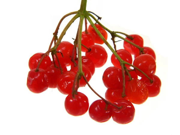 Κόκκινο viburnum απομονωμένο σε λευκό φόντο — Φωτογραφία Αρχείου