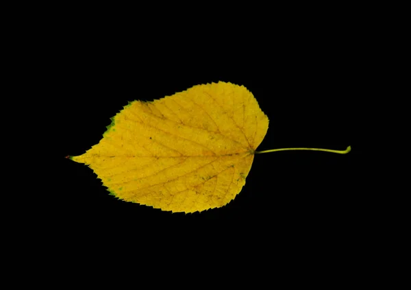 Suchych liści na białym na czarnym tle — Zdjęcie stockowe