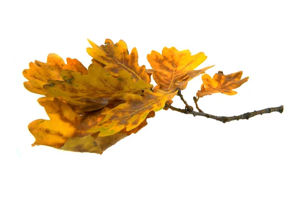 Tørre blader som er isolert på hvit bakgrunn – stockfoto