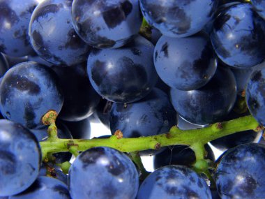 Üzüm Beyaz Arkaplanda İzole Edildi