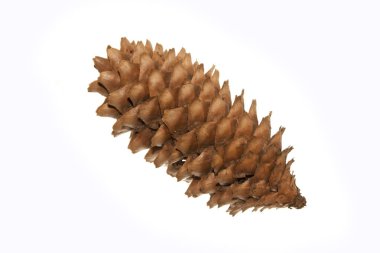 Beyaz arkaplanda koni izole edildi