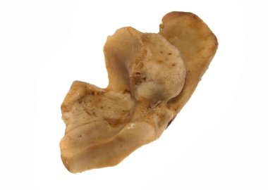 Beyaz arka plan üzerinde izole kemik