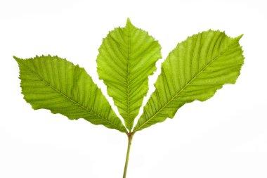 Beyaz arkaplanda yeşil yaprak izole edildi