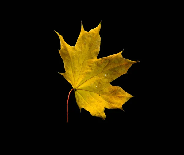 검은 색 ts 에 분리 된 마른 잎 백의 배경 — 스톡 사진