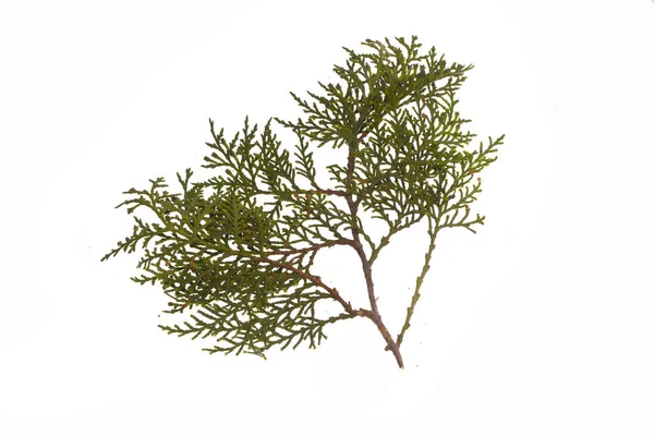 Thuja isoliert auf weißem Hintergrund — Stockfoto