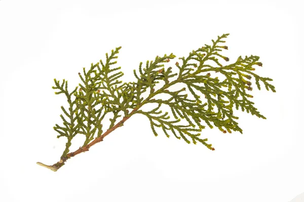 Thuja isolado no fundo branco — Fotografia de Stock