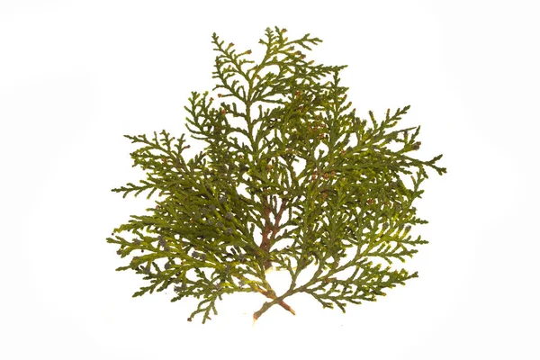 Thuja aislada sobre fondo blanco — Foto de Stock