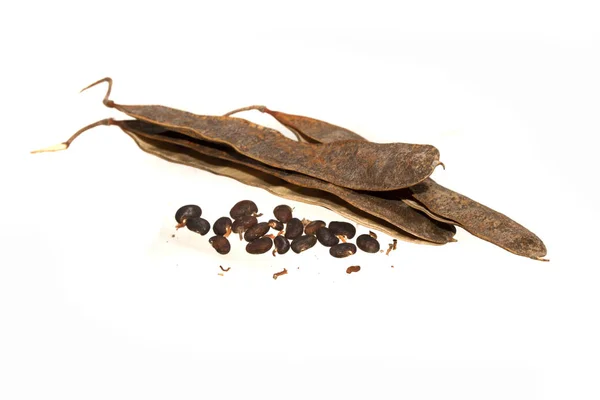 Beyaz arka plan üzerinde izole akasya tohumları