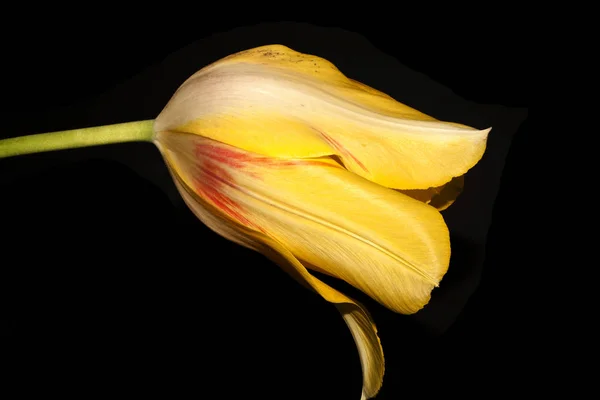黒地に孤立した花 — ストック写真