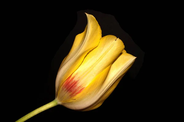 Blume isoliert auf schwarzem Hintergrund — Stockfoto