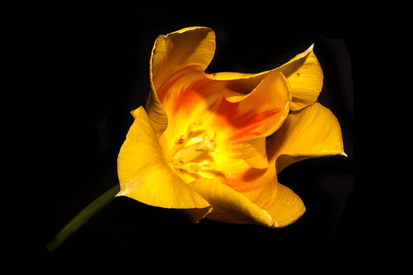 Kwiat izolowany na czarnym tle — Zdjęcie stockowe