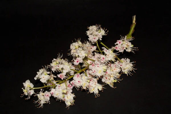 Kastanienblüte isoliert auf weißem Hintergrund — Stockfoto