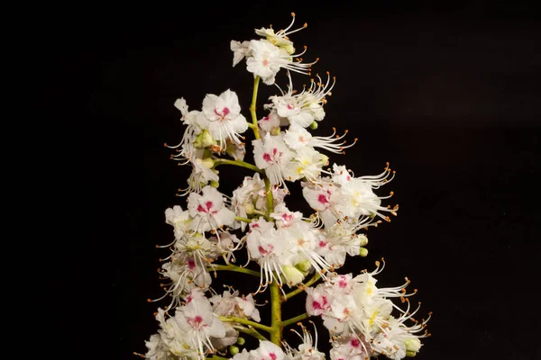 Kastanienblüte isoliert auf weißem Hintergrund — Stockfoto