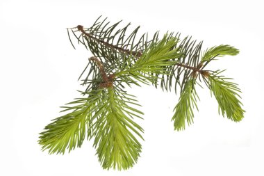 Beyaz arkaplanda izole edilmiş noel ağacı dalı