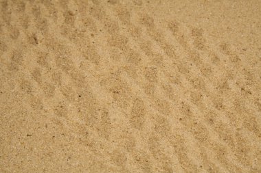 Kumlu arkaplanda izole edilmiş çiçek