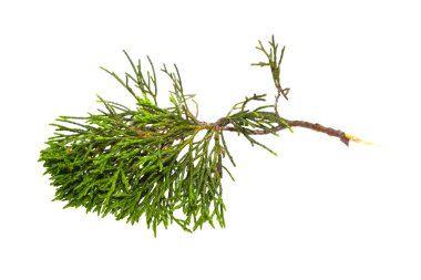 thuja beyaz arkaplanda izole
