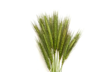 Beyaz arkaplanda yeşil çimen izole