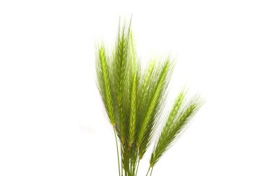 Beyaz arkaplanda yeşil çimen izole