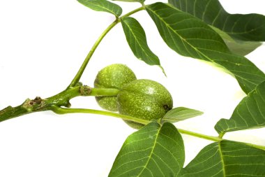 beyaz arkaplanda izole edilmiş ceviz