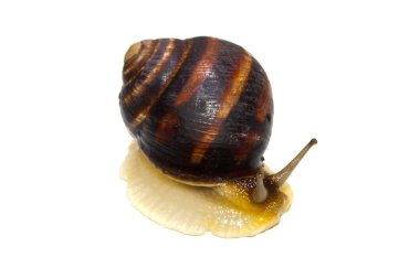 Beyaz arkaplanda izole edilmiş salyangoz