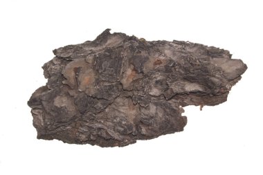 Beyaz arkaplanda ağaç kabuğu izole