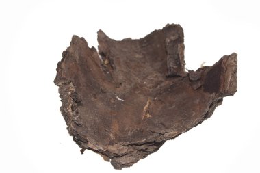 Beyaz arkaplanda ağaç kabuğu izole