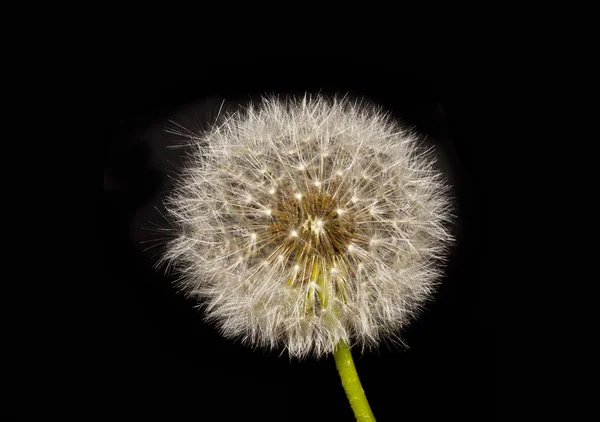 Flower isolated on black background — Stock Photo, Image