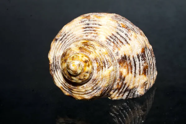 Coquille isolée sur fond blanc — Photo