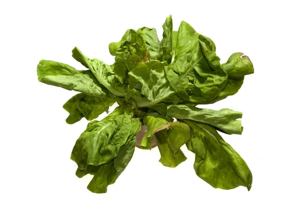 白を基調としたグリーンサラダ — ストック写真