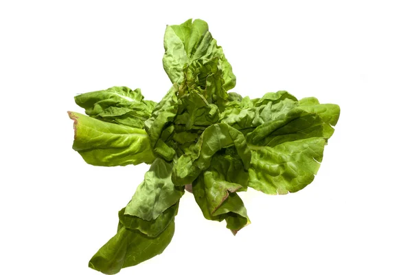 Zöld saláta elszigetelt fehér háttér — Stock Fotó