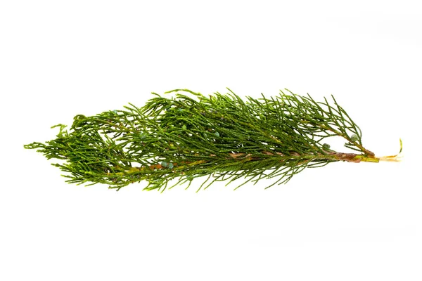 Thuja isolado no fundo branco — Fotografia de Stock