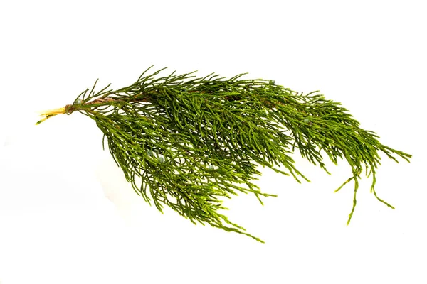 Thuja isolé sur fond blanc — Photo