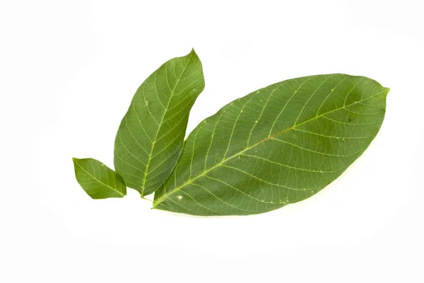 Hoja verde aislada sobre fondo blanco — Foto de Stock