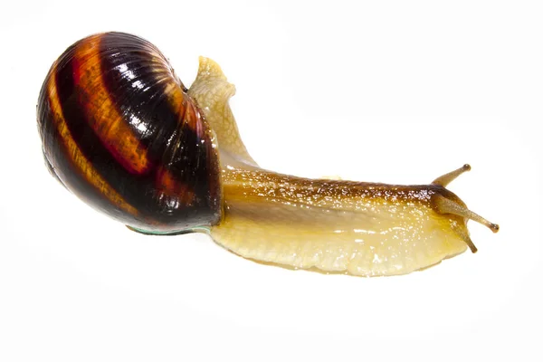 Schnecke isoliert auf weißem Hintergrund — Stockfoto