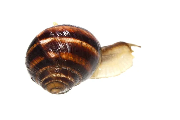 Snail isolated on white background — Stock Photo, Image